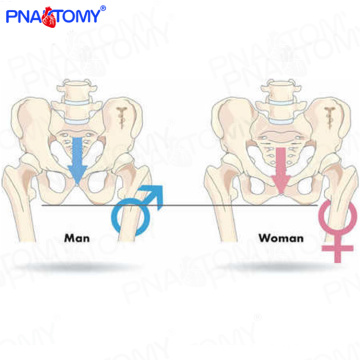 PNT-0111cy Medical science natural size male pelvis model